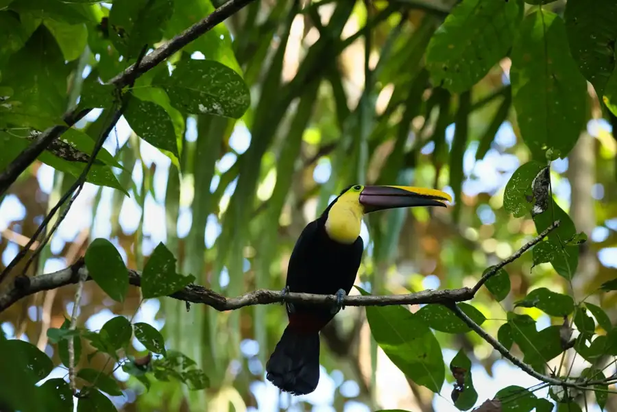 Toucan perched on a branch