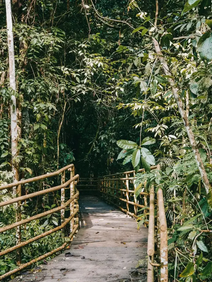 Boardwalk trail through rainforest