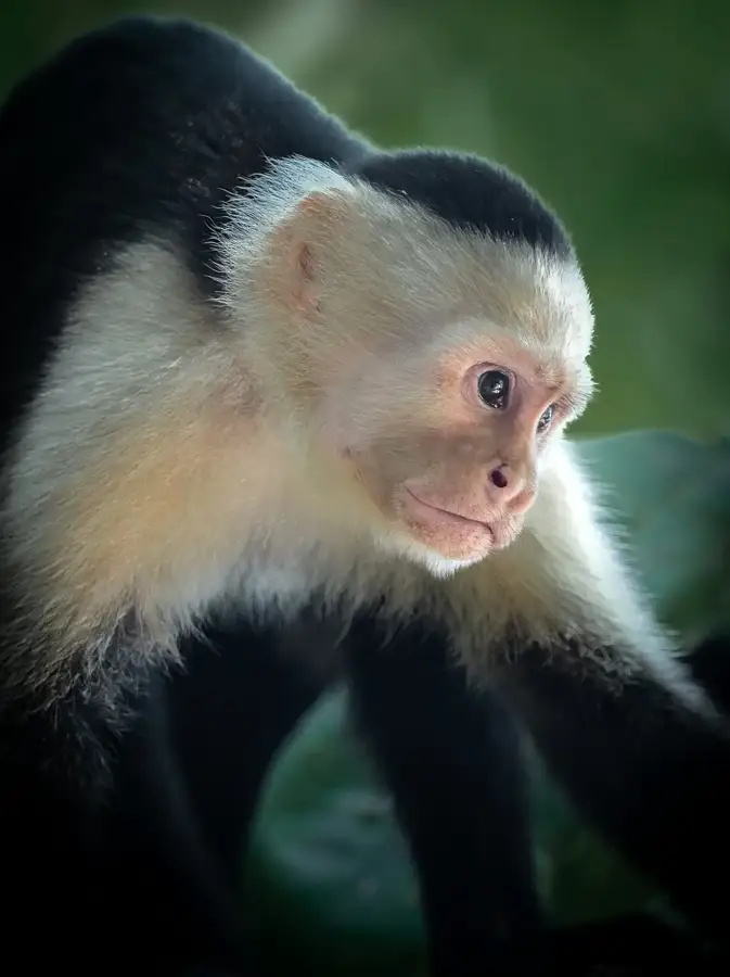 White-faced capuchin monkey in the forest